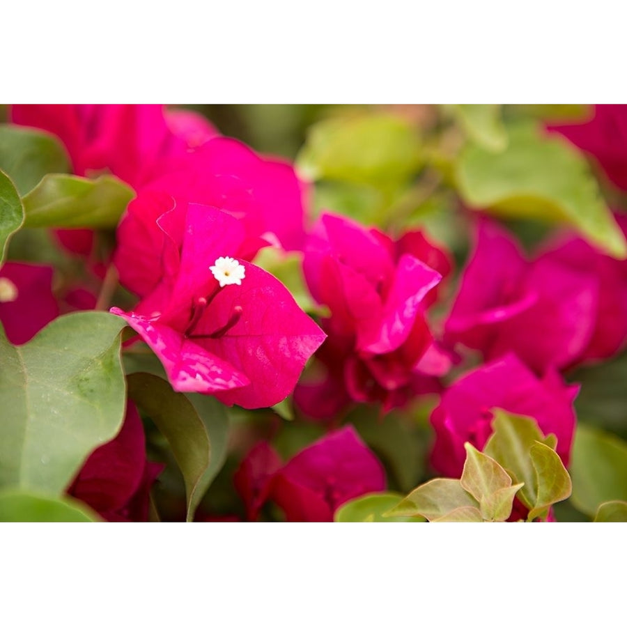 Magenta Bougainvillea II Poster Print by Karyn Millet Image 1