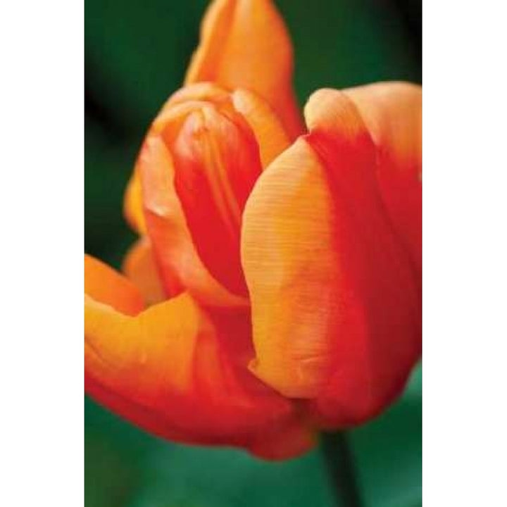 Emperor Tulip II Poster Print by Dana Styber Image 2