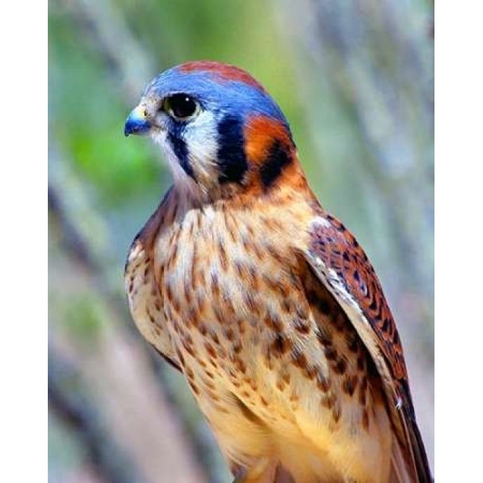 American Kestrel Poster Print by Douglas Taylor Image 2