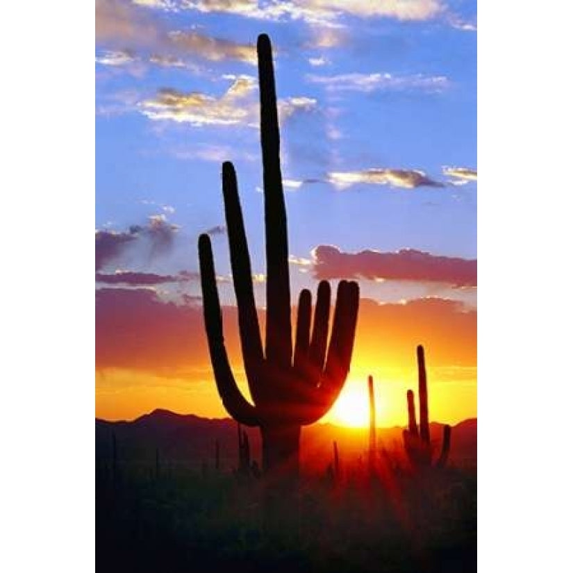 Saguaro Sunset Poster Print by Douglas Taylor Image 1