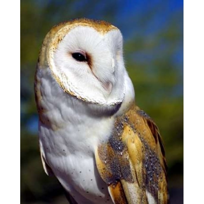 Barn Owl Poster Print by Douglas Taylor Image 1