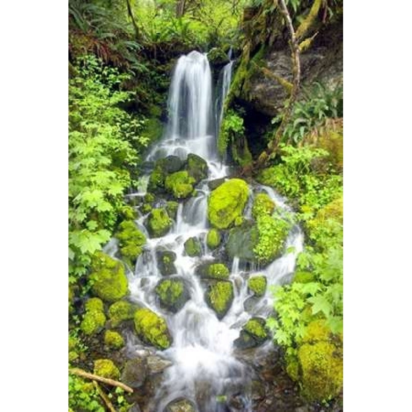 Rainforest Falls Poster Print by Douglas Taylor Image 1