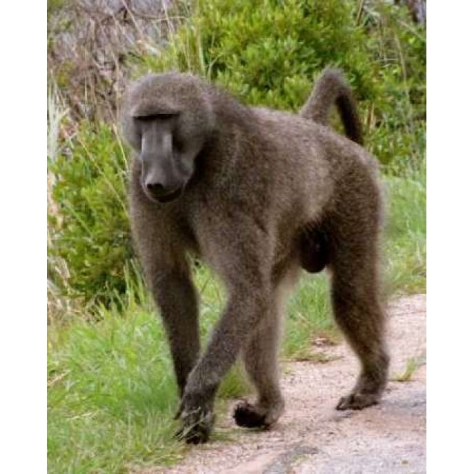 Baboon II Poster Print by Dana Underdahl Image 2