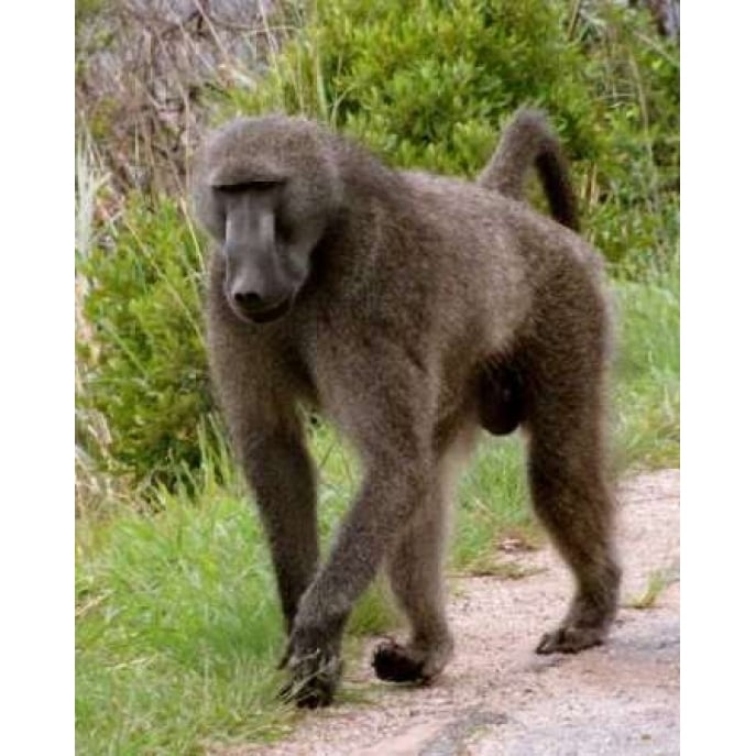 Baboon II Poster Print by Dana Underdahl Image 1