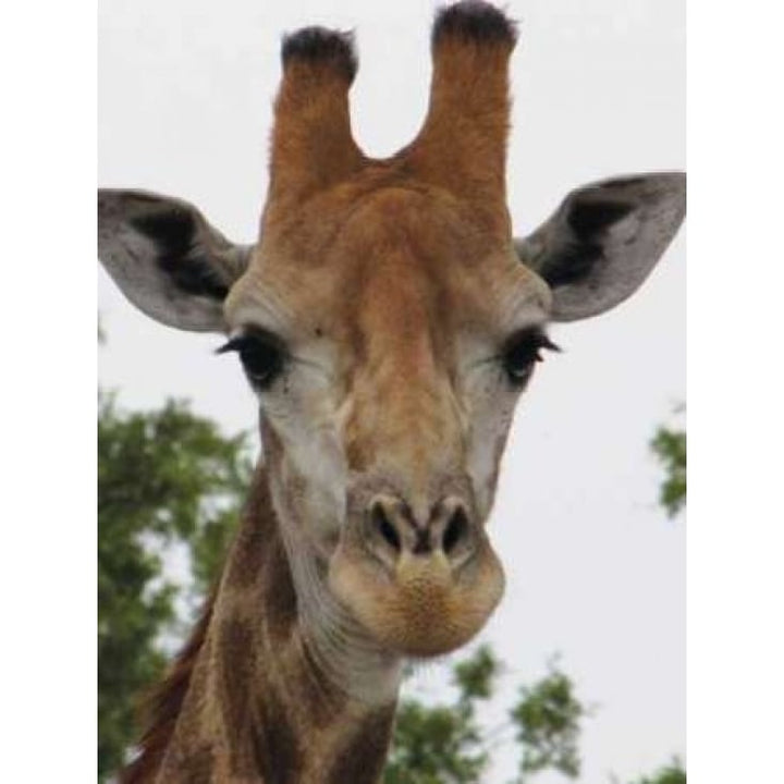 Giraffe Portrait III Poster Print by Dana Underdahl Image 1