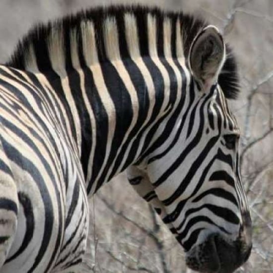 Sarari Zebra VI Poster Print by Dana Underdahl Image 1