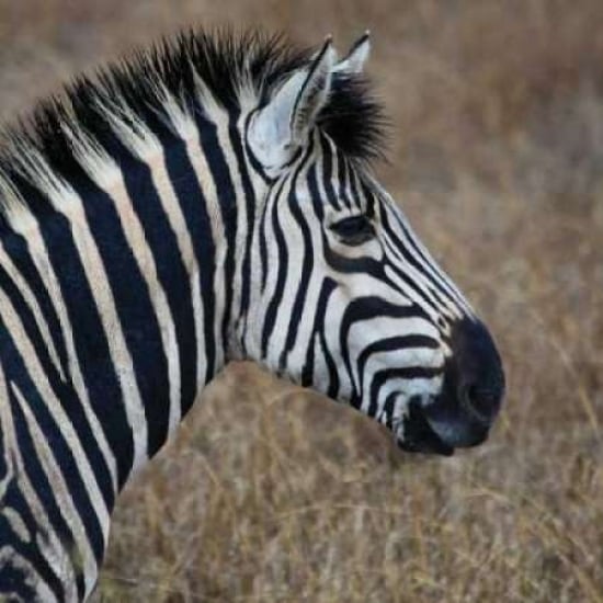 Sarari Zebra VII Poster Print by Dana Underdahl Image 1