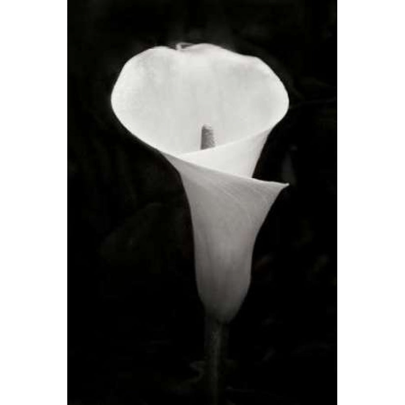 Calla Lily Perfection IV Poster Print by Vitaly Geyman Image 1