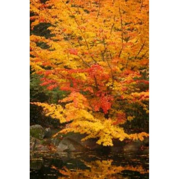 Fall Bouquet I Poster Print by Vitaly Geyman Image 1