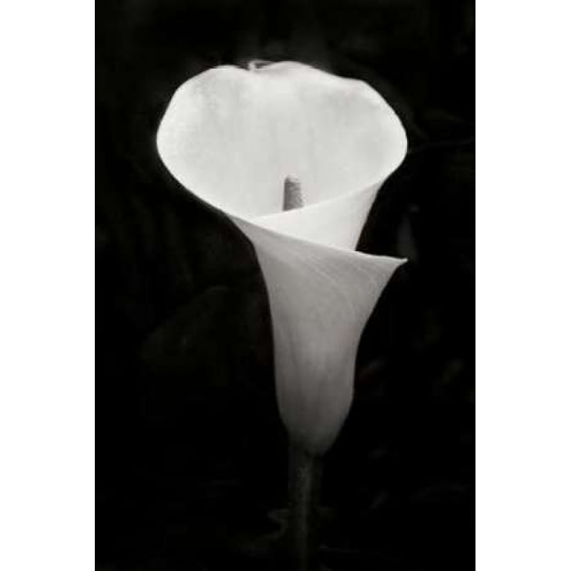 Calla Lily Perfection IV Poster Print by Vitaly Geyman Image 2