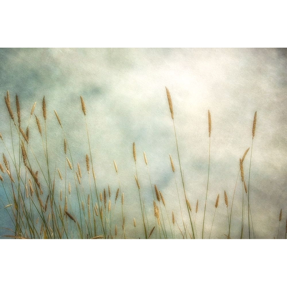 Dune Grass 2 Poster Print by Dianne Poinski Image 2