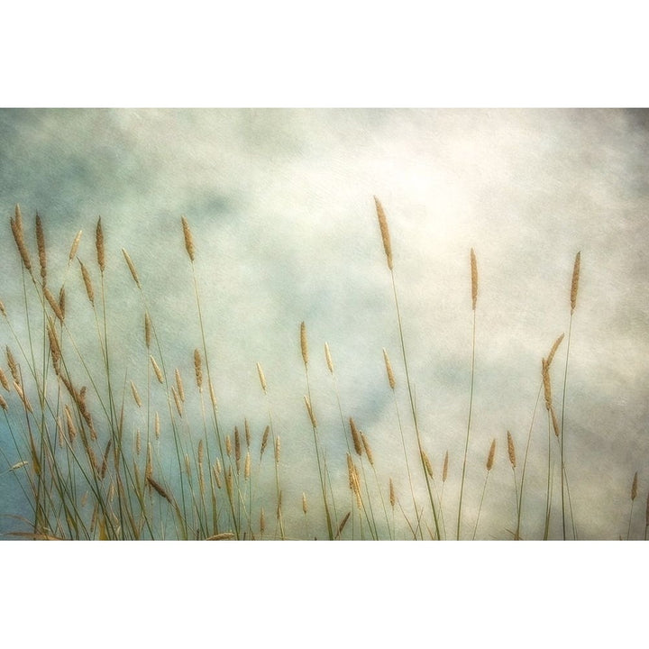 Dune Grass 2 Poster Print by Dianne Poinski Image 1