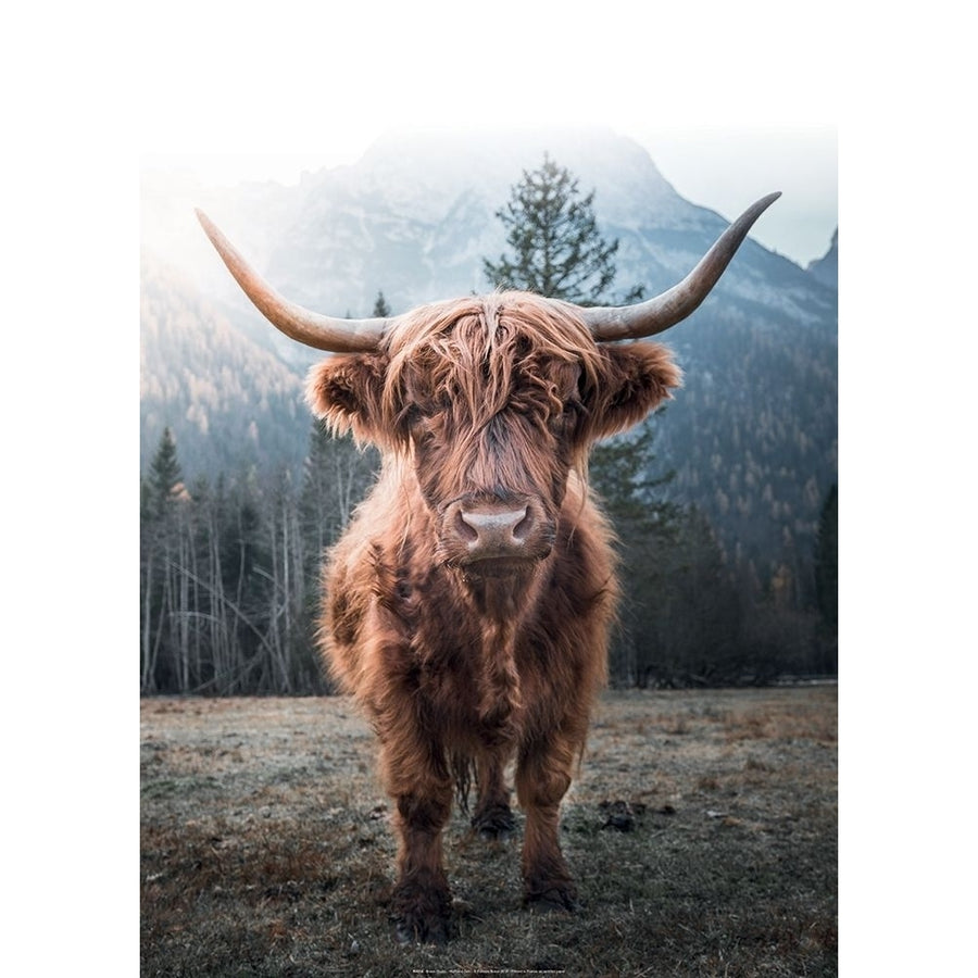 Highland Cow Poster Print by Braun Studio Braun Studio R4314 Image 1