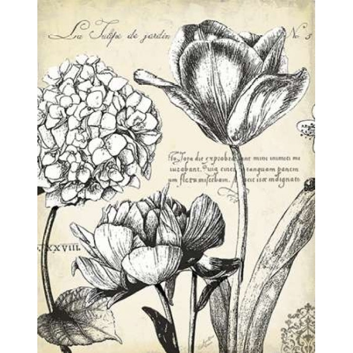 Pen and Ink Floral Study IV Poster Print by Marie Elaine Cusson Image 1