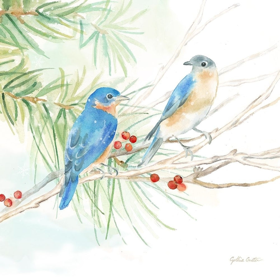 Winter Birds Iii Bluebirds Poster Print by Cynthia Coulter Image 1