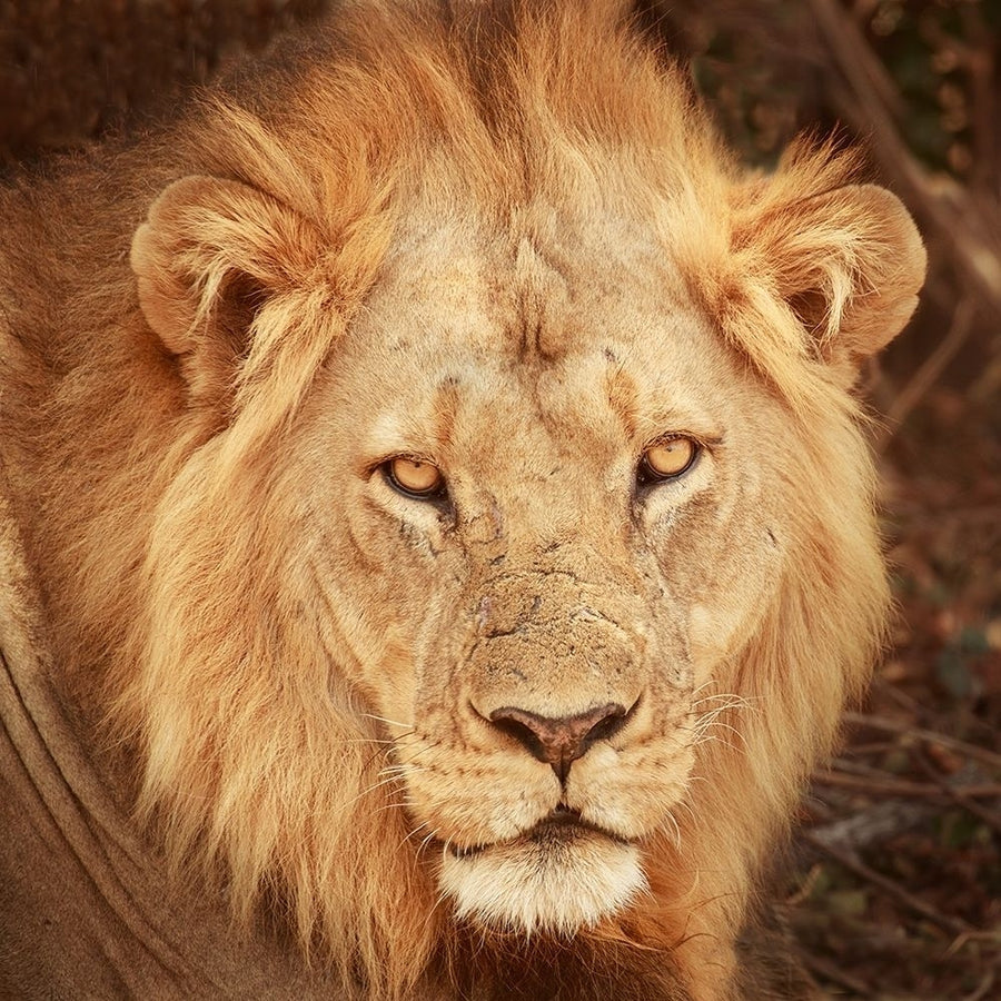 Lion Up Close Poster Print by Susan Michal Image 1