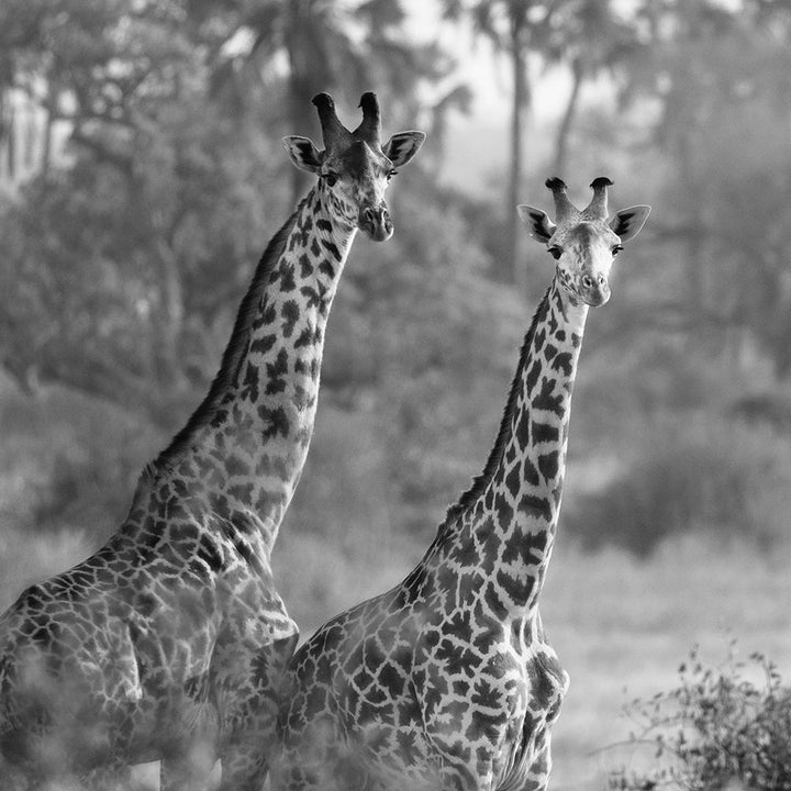 A Pair Of Giraffes Poster Print by Susan Michal Image 2