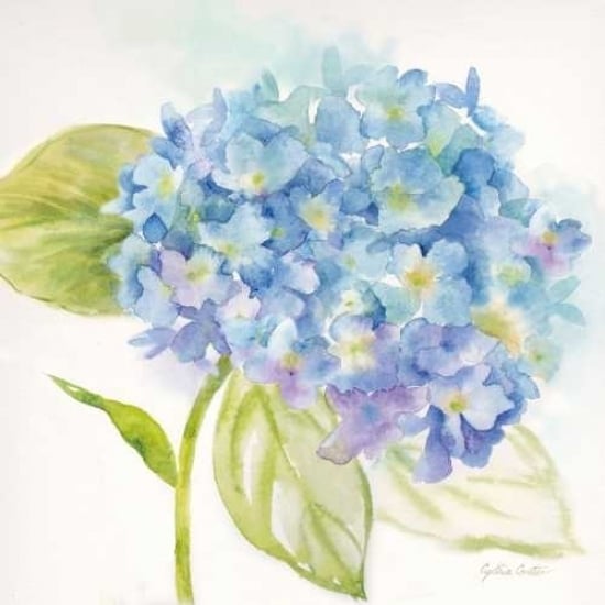 Painted Hydrangeas I Poster Print by Cynthia Coulter Image 1