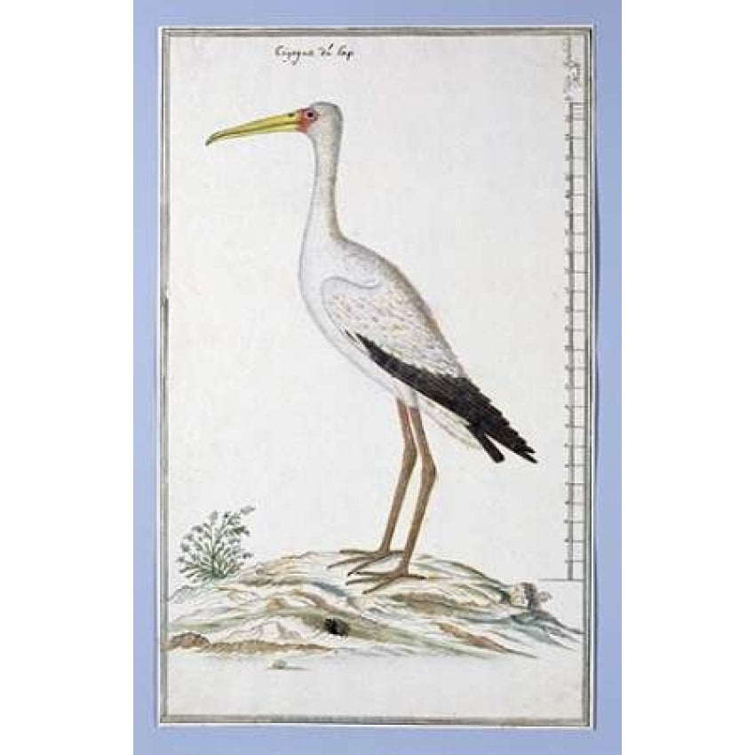 Stork Poster Print by Robert J. Gordon Image 2