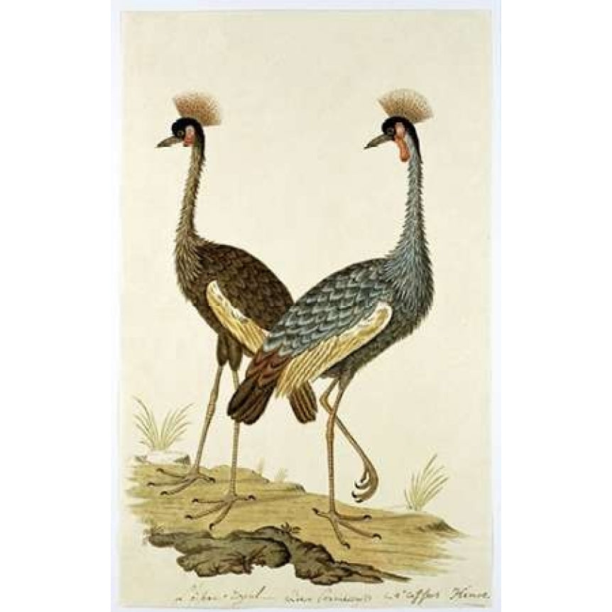 Royal Birds Poster Print by Robert J. Gordon Image 2