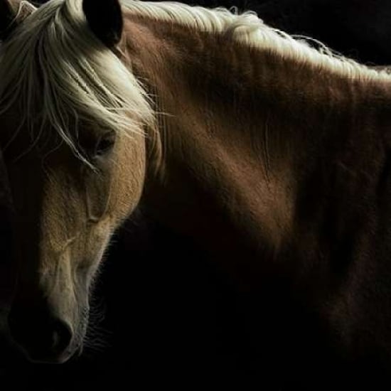 Spirit Horse Poster Print by Tony Stromberg Image 1