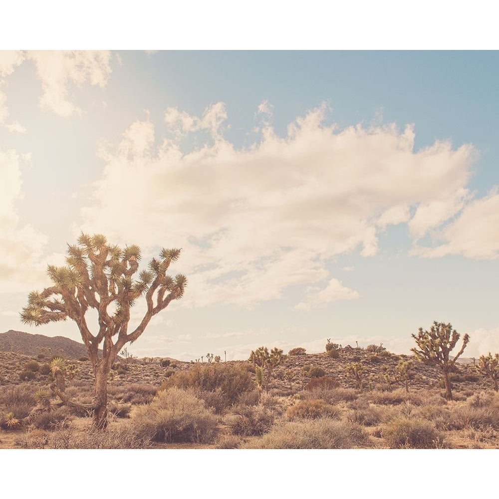 Sunshine and Joshua Trees Poster Print by Myan Soffia Image 1