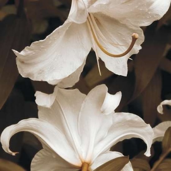 White Lilies Poster Print by Rebecca Swanson Image 1