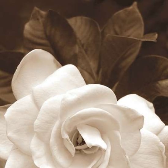 Gardenia Garden Poster Print by Rebecca Swanson Image 2