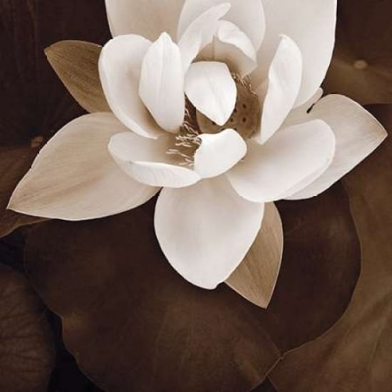 Amazon Lotus Poster Print by Rebecca Swanson Image 2