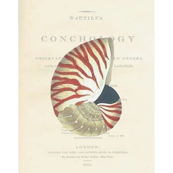 Shell Nautiilus Poster Print by Samuel Brookes Image 2