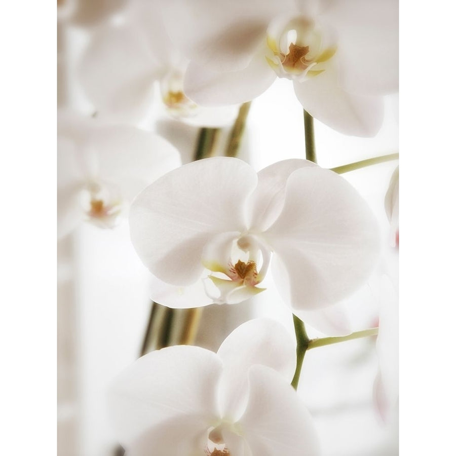 White Orchids Poster Print by Savanah Plank SK113993 Image 1