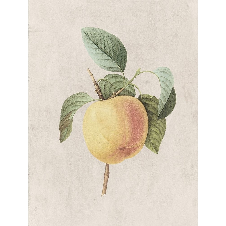 Fruity Botanic 1 Poster Print by Sheldon Lewis Image 1