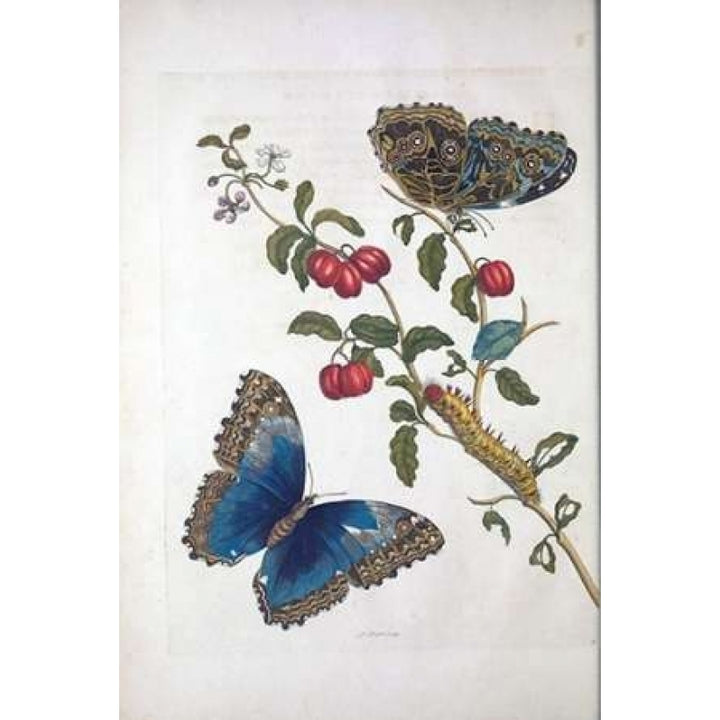 Tropical fruit Butterflies plate 2 Poster Print by Sybilla Merian Image 1