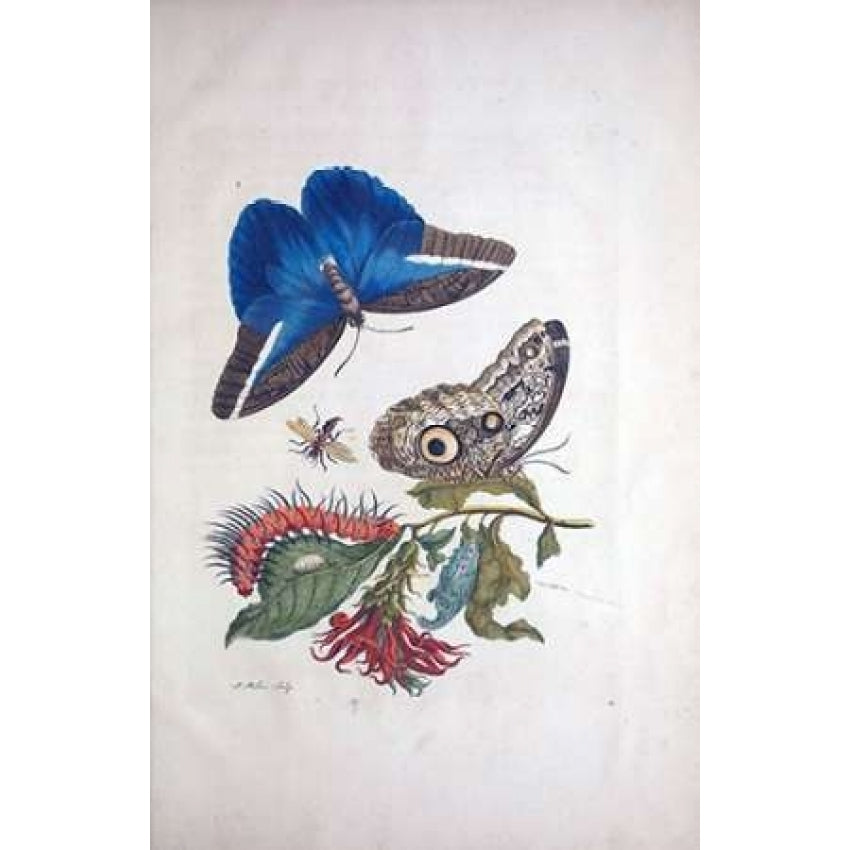 Tropical fruit Butterflies plate 3 Poster Print by Sybilla Merian Image 1