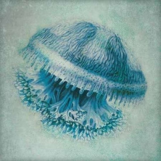 Jelly Fish II Poster Print by Stephanie Marrott Image 1