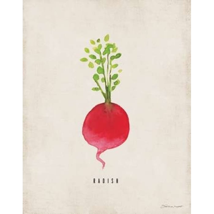 Radish Poster Print by Stephanie Marrott Image 1