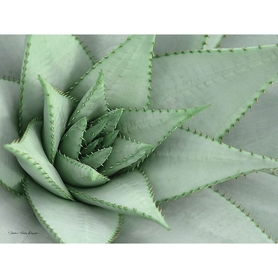 Pointy Tip Succulent Poster Print by Seven Trees Design Seven Trees Design Image 1