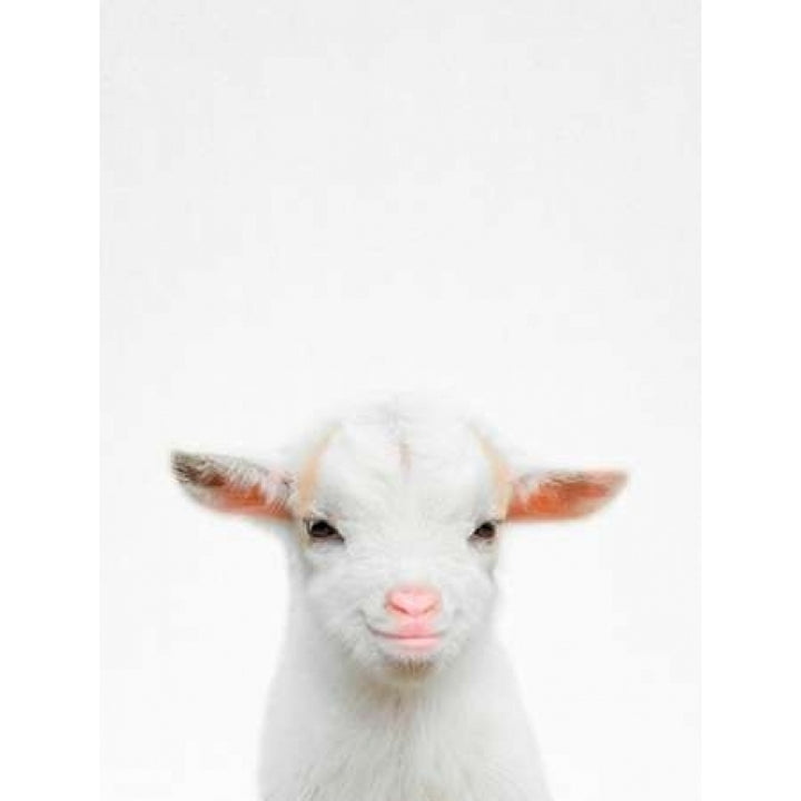 Baby Goat Poster Print by Tai Prints Image 2