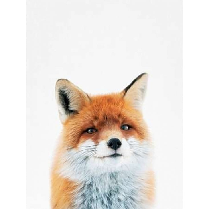 Fox Poster Print by Tai Prints Image 1