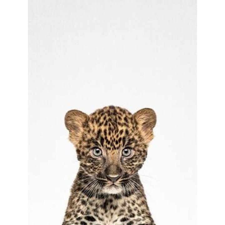 Leopard Poster Print by Tai Prints Image 1