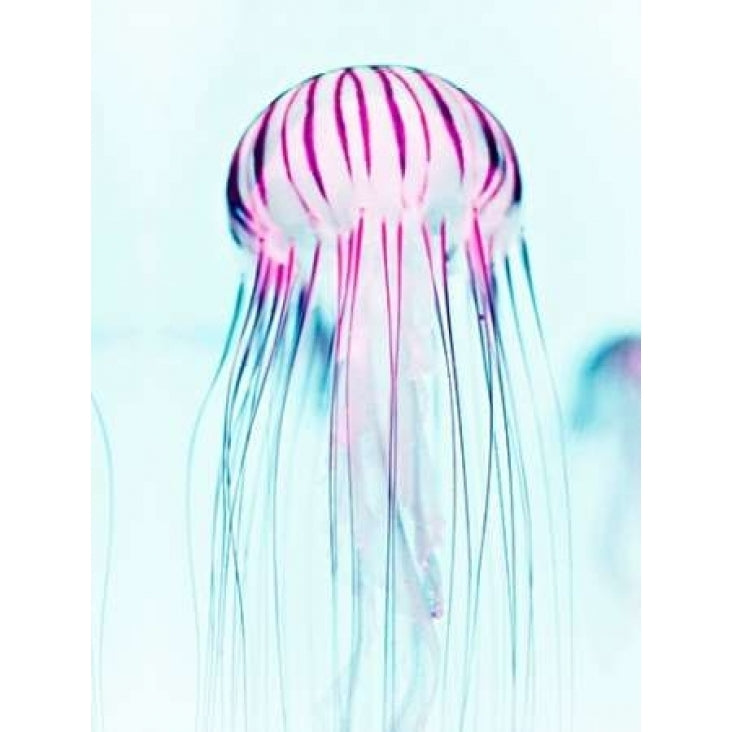 Jelly Fish Poster Print by Tai Prints Image 1