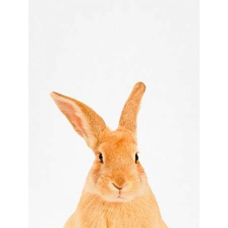 Rabbit Poster Print by Tai Prints Image 1