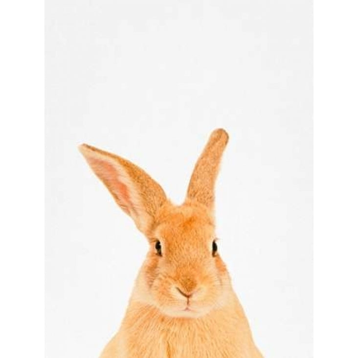 Rabbit Poster Print by Tai Prints Image 2