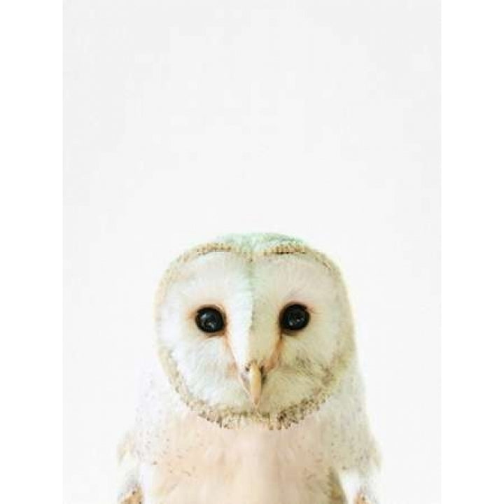 Owl Poster Print by Tai Prints Image 2