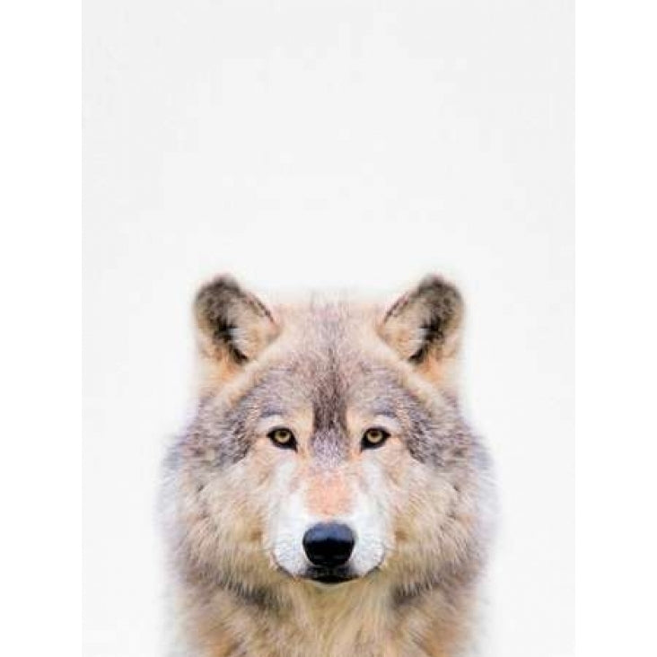 Wolf Poster Print by Tai Prints Image 1