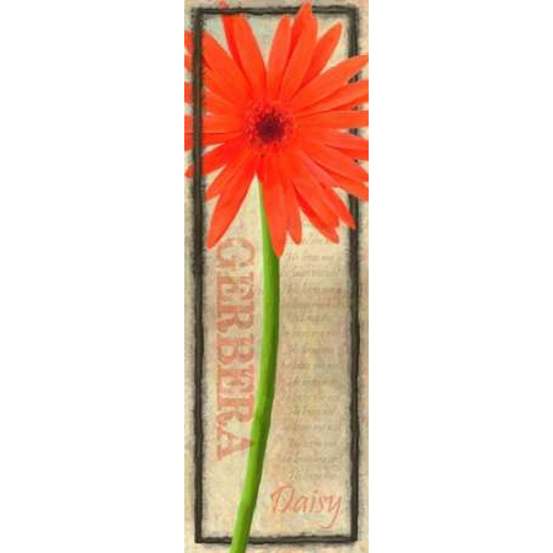 GERBERA DAISY Poster Print by Taylor Greene Image 1