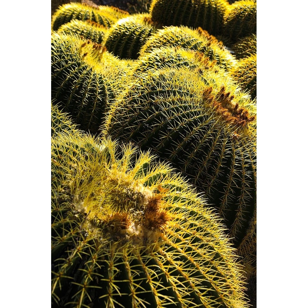 Apache Junction- Arizona- USA. Cactus Poster Print - Jolly Sienda Image 1