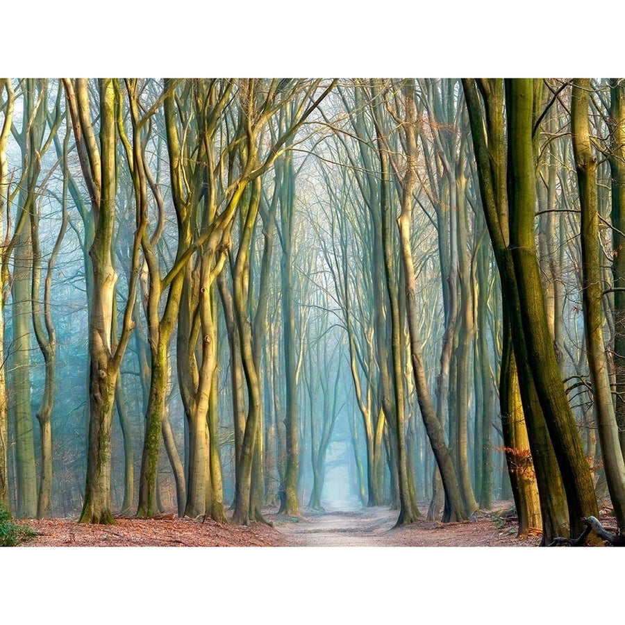 Light and Trees Poster Print by Lars Van de Goor Image 1