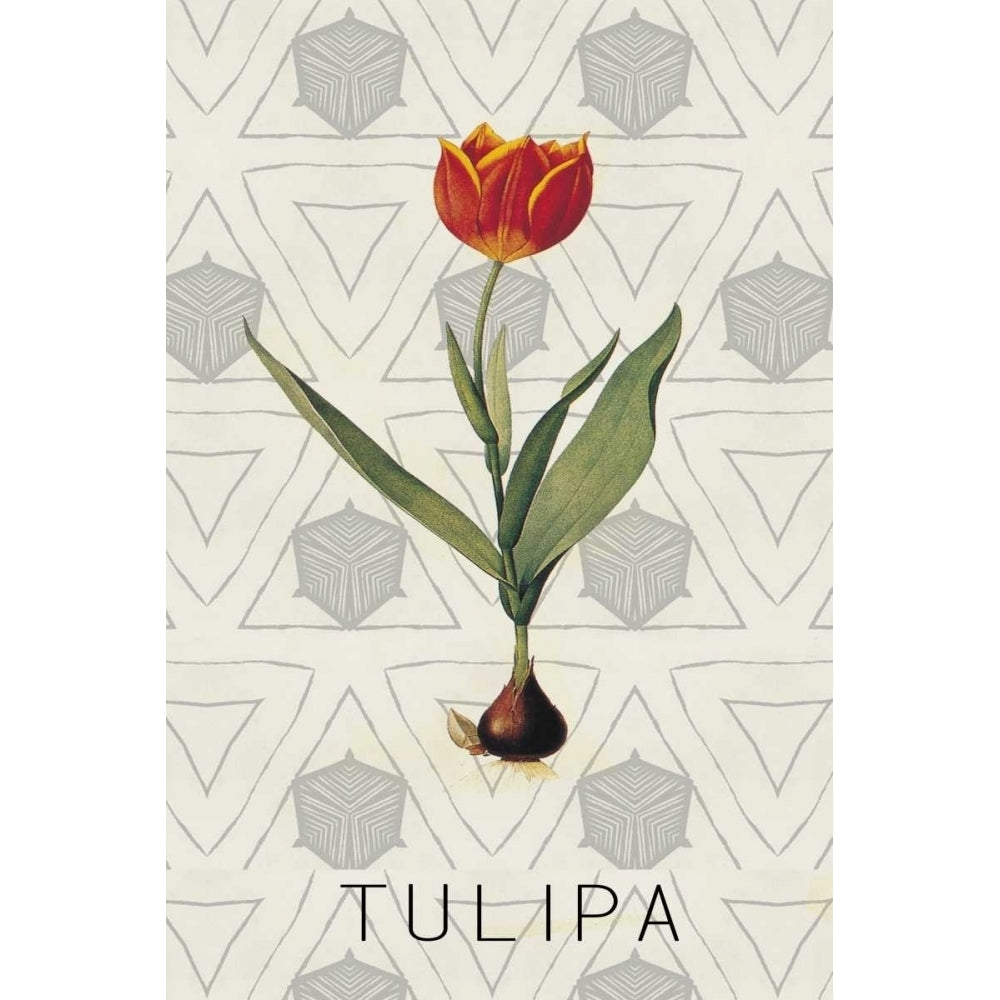 Tulipa Poster Print by Anne Waltz Image 1