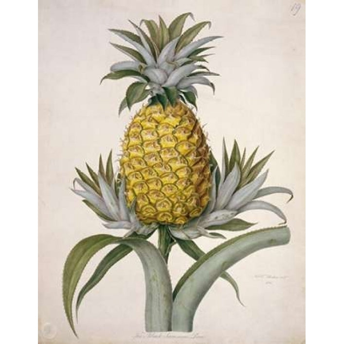 Black Jamaican Pineapple Poster Print by William Hooker Image 2